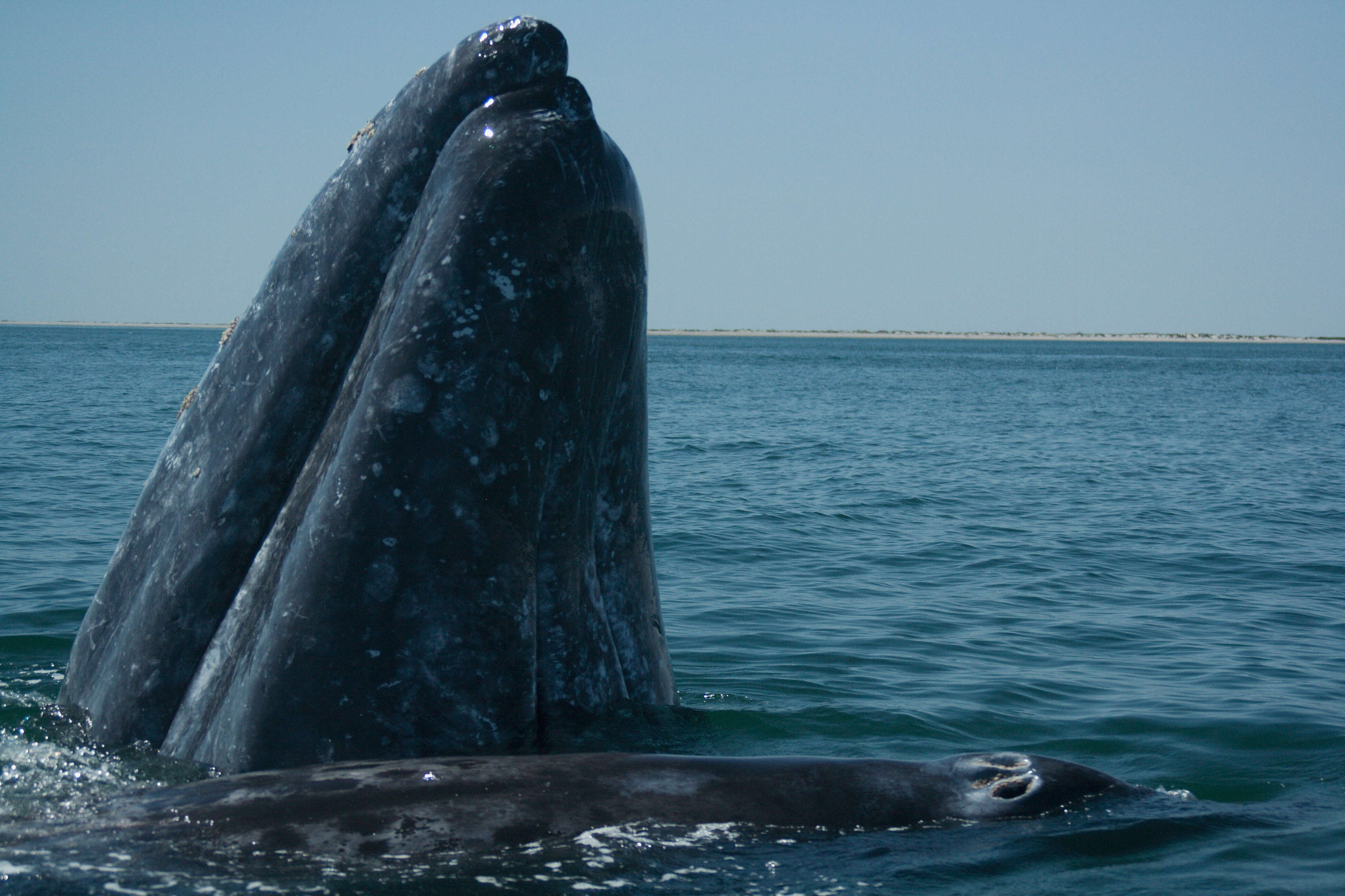 Image of gray whales