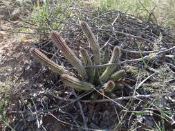 Image of Ceropegia barklyana Bruyns