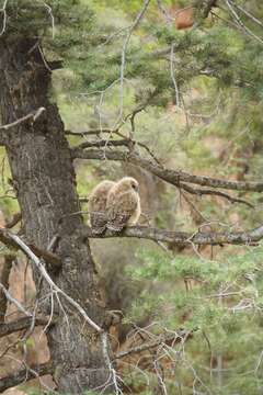 Image of Spotted Owl