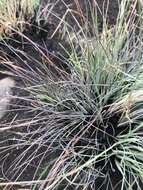 Diheteropogon filifolius (Nees) Clayton resmi