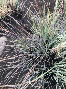 Image of Diheteropogon filifolius (Nees) Clayton