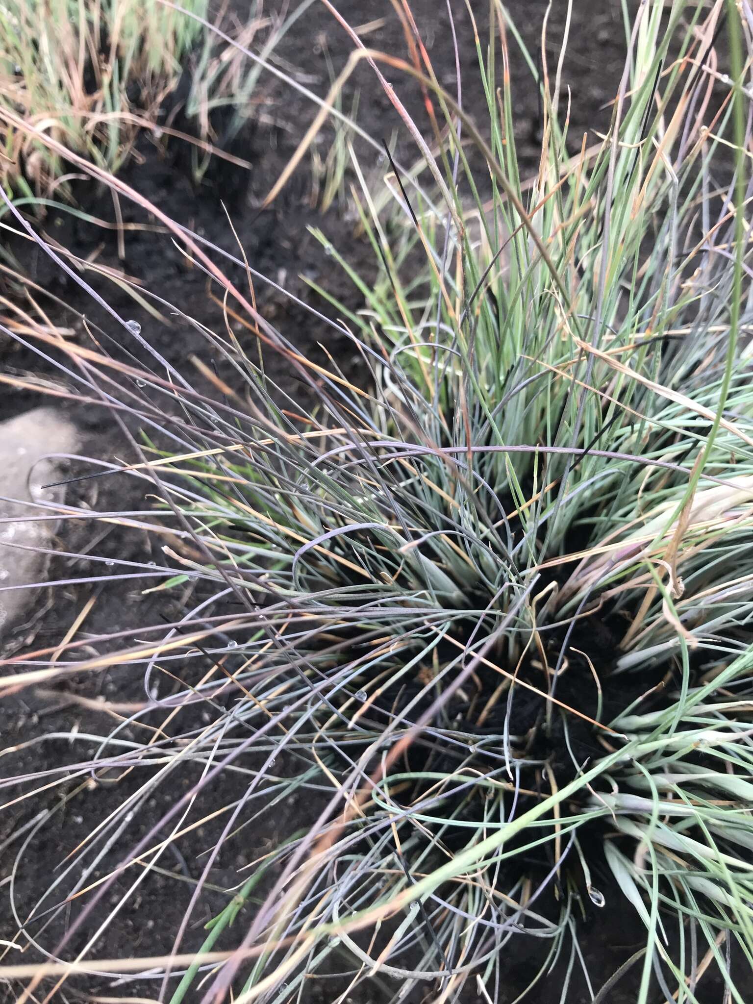 Diheteropogon filifolius (Nees) Clayton resmi