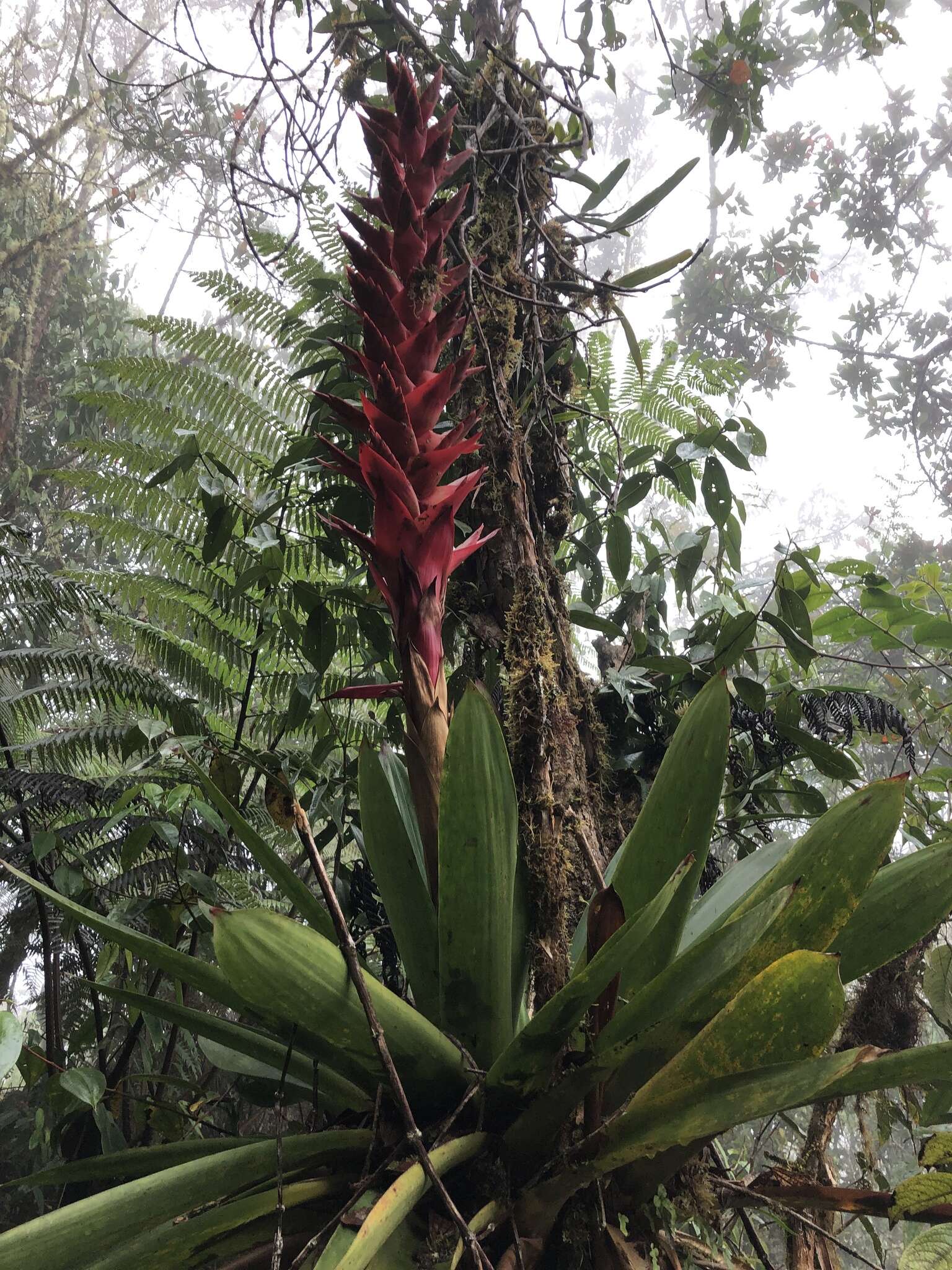 Imagem de Tillandsia schimperiana Wittm.