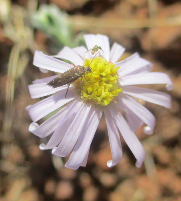 Image of Felicia clavipilosa Grau