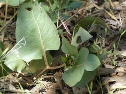 Image of Bolander's mule-ears