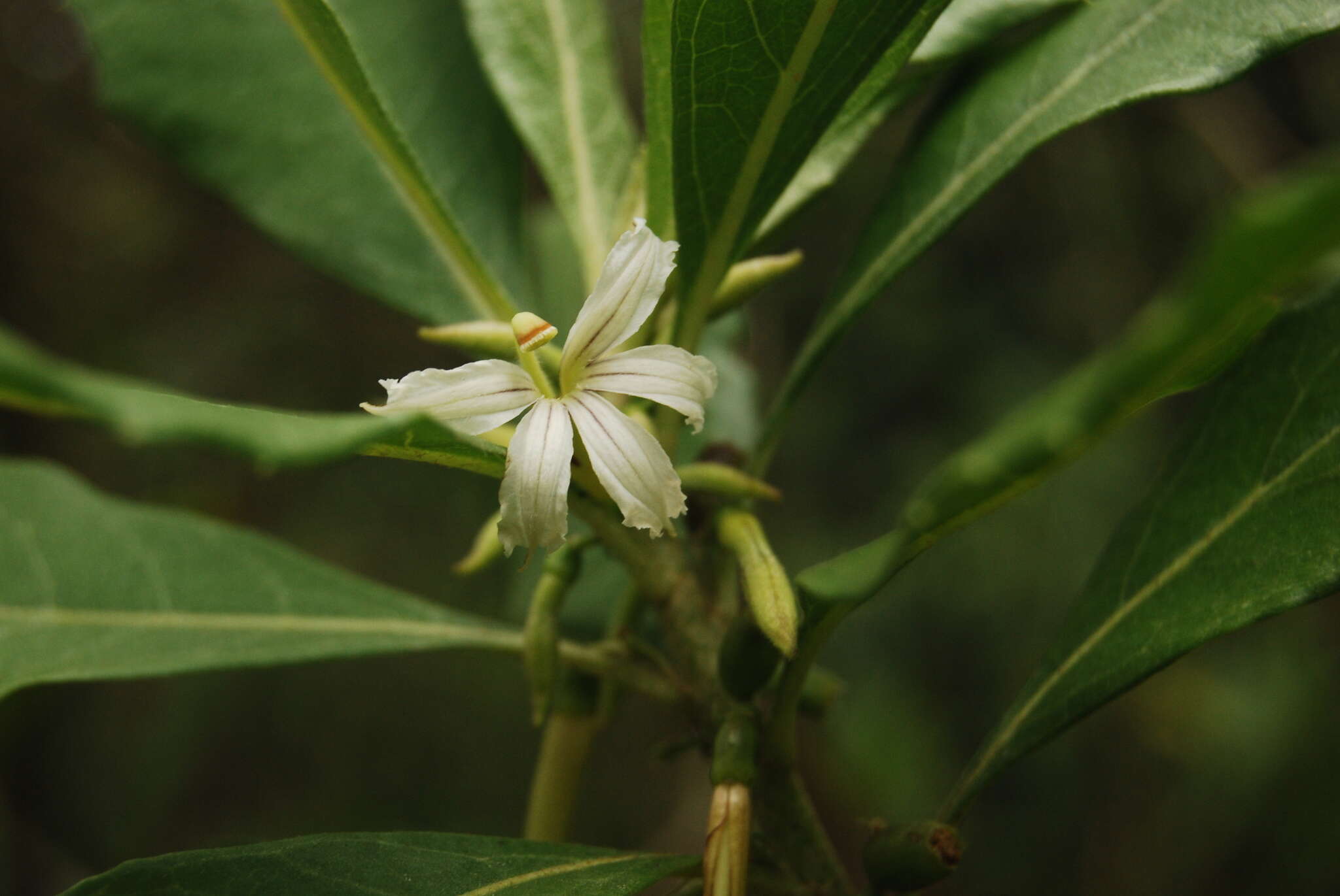 Image de Scaevola procera Hillebr.