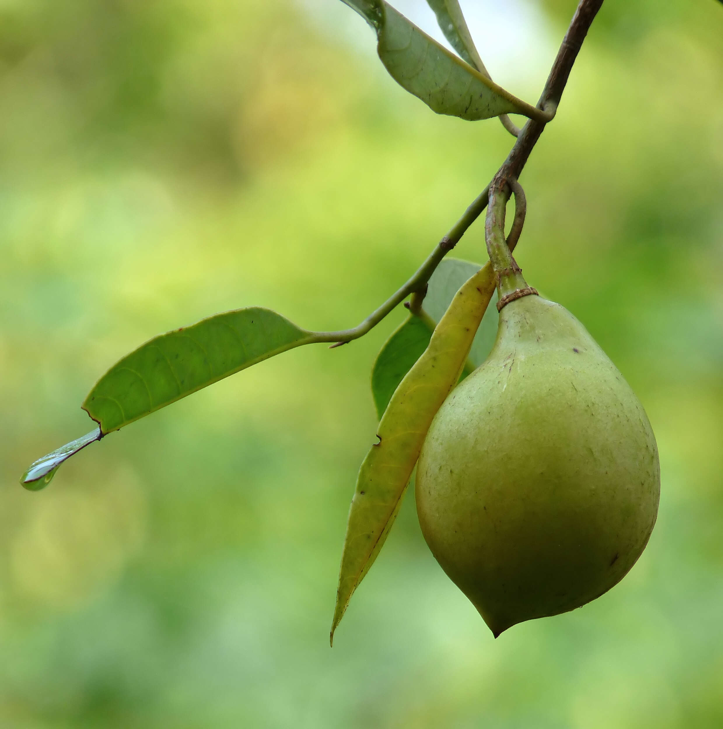 Image of Myristica malabarica Lam.