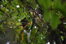 صورة Cathariostachys madagascariensis (A. Camus) S. Dransf.