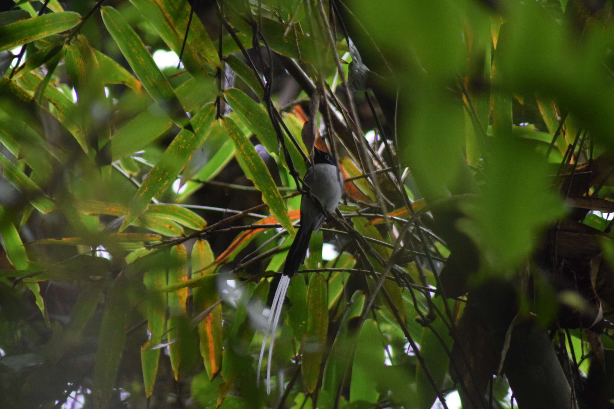 صورة Cathariostachys madagascariensis (A. Camus) S. Dransf.