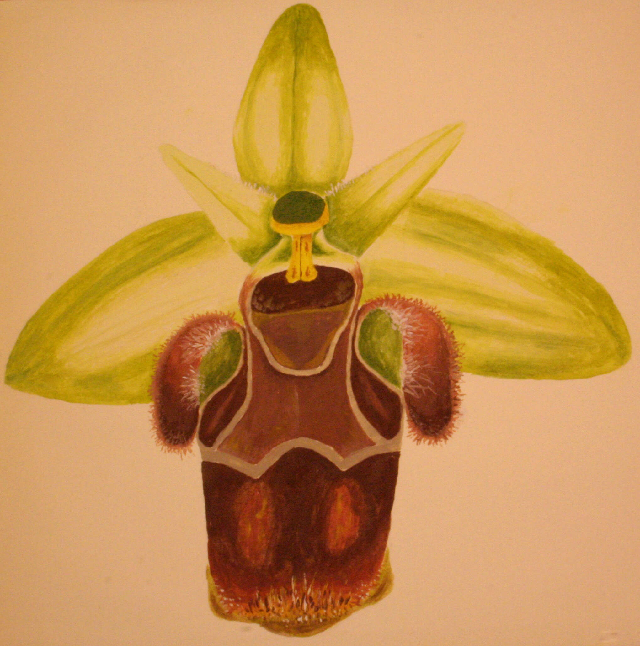 Image of Woodcock bee-orchid