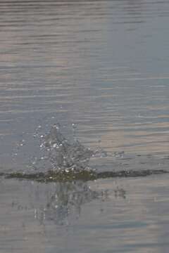 Image of Common Tern