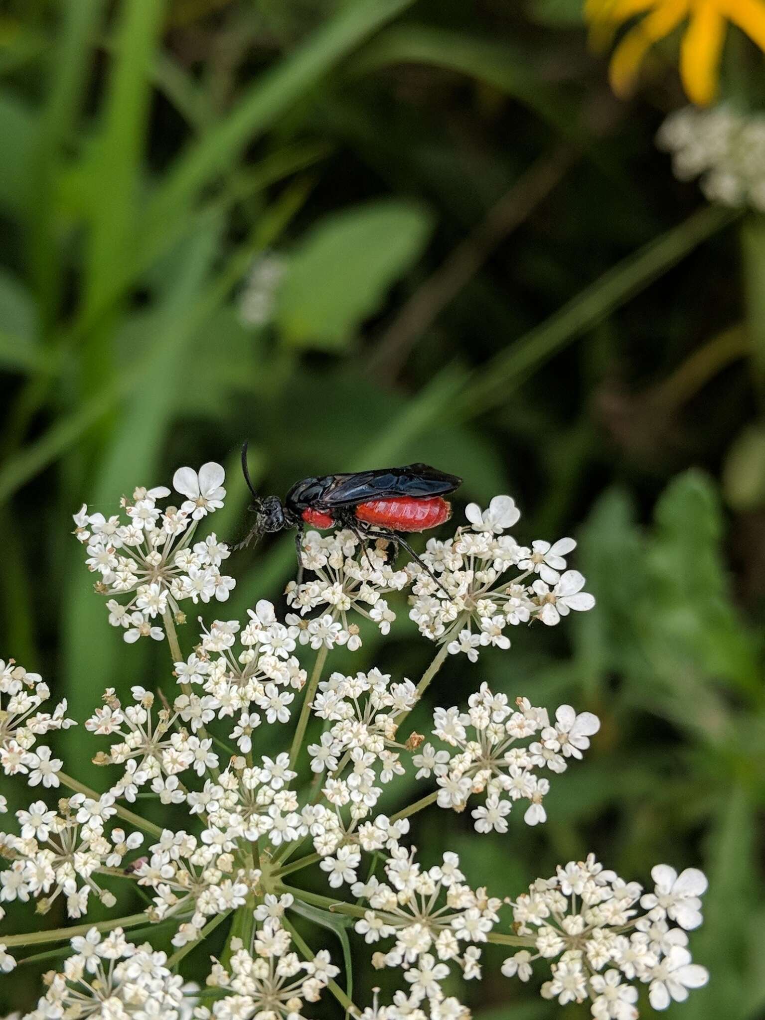 Image of Poison Ivy Sawfly