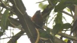 Image of Ferruginous Antbird