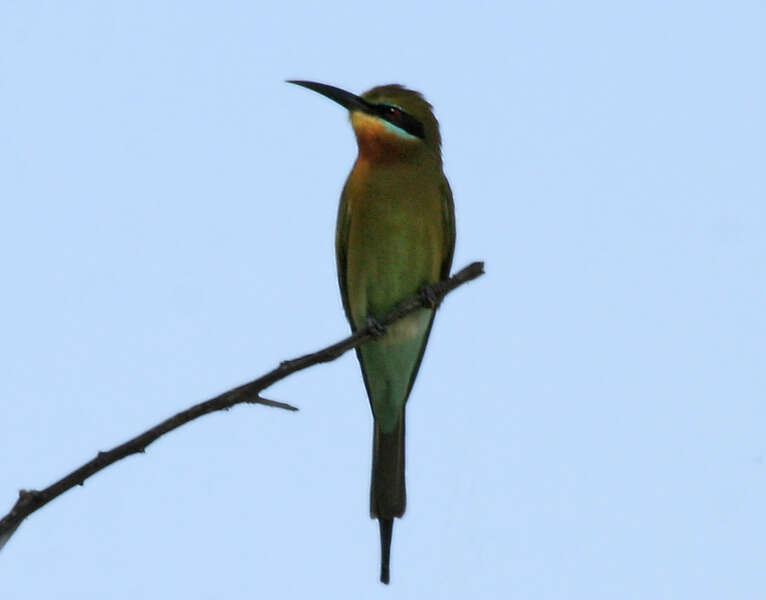 Image of Blue-tailed Bee-eater