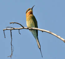 Image of Blue-tailed Bee-eater