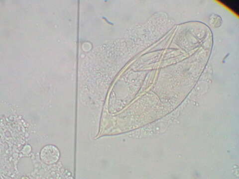 Imagem de Schistosoma haematobium