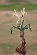 Image of Persian Iris