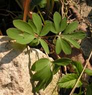 Plancia ëd Corydalis solida (L.) Clairv.