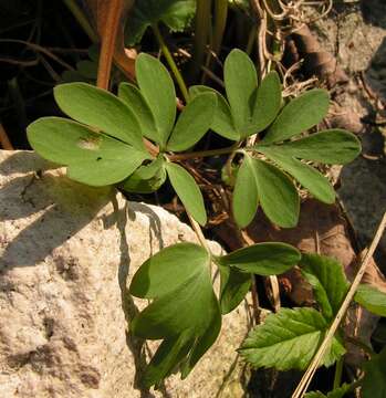 Plancia ëd Corydalis solida (L.) Clairv.