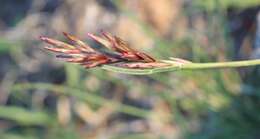 Image of shortleaf woollygrass