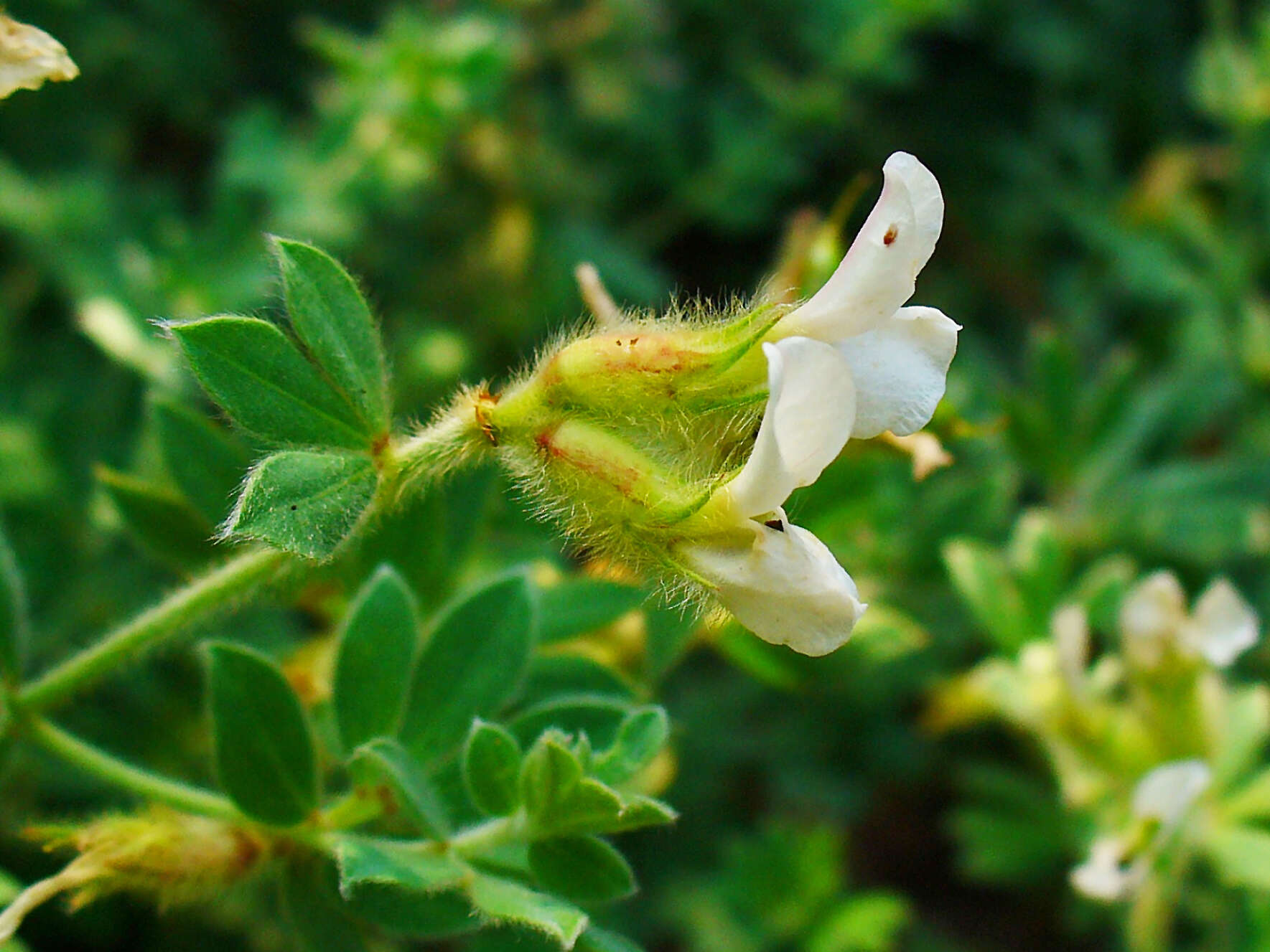 Слика од Dorycnium hirsutum (L.) Ser.