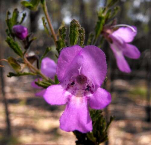 Image of Prostanthera cryptandroides subsp. euphrasioides (Benth.) B. J. Conn