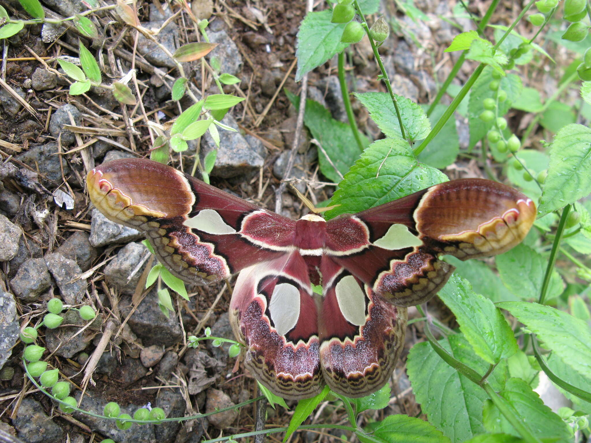 Image of Rothschildia erycina (Shaw (1796))