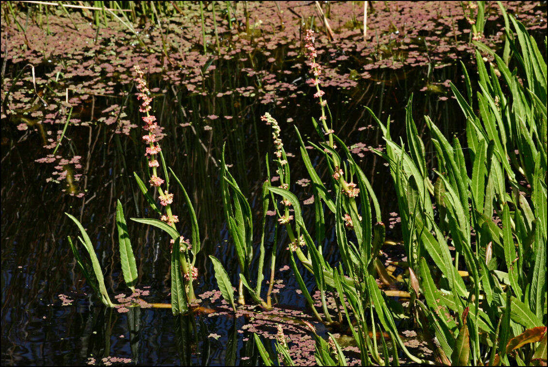 Imagem de Rumex bidens R. Br.