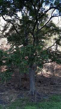 Image of redcedar