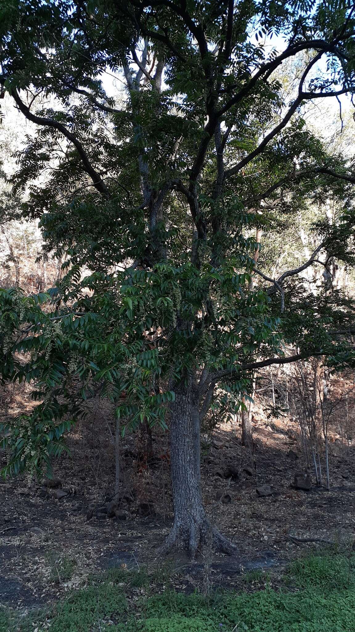 Image of redcedar