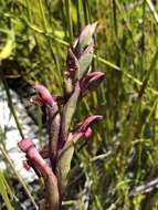 صورة Disa ophrydea (Lindl.) Bolus