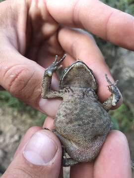 صورة Rhinella ornata (Spix 1824)