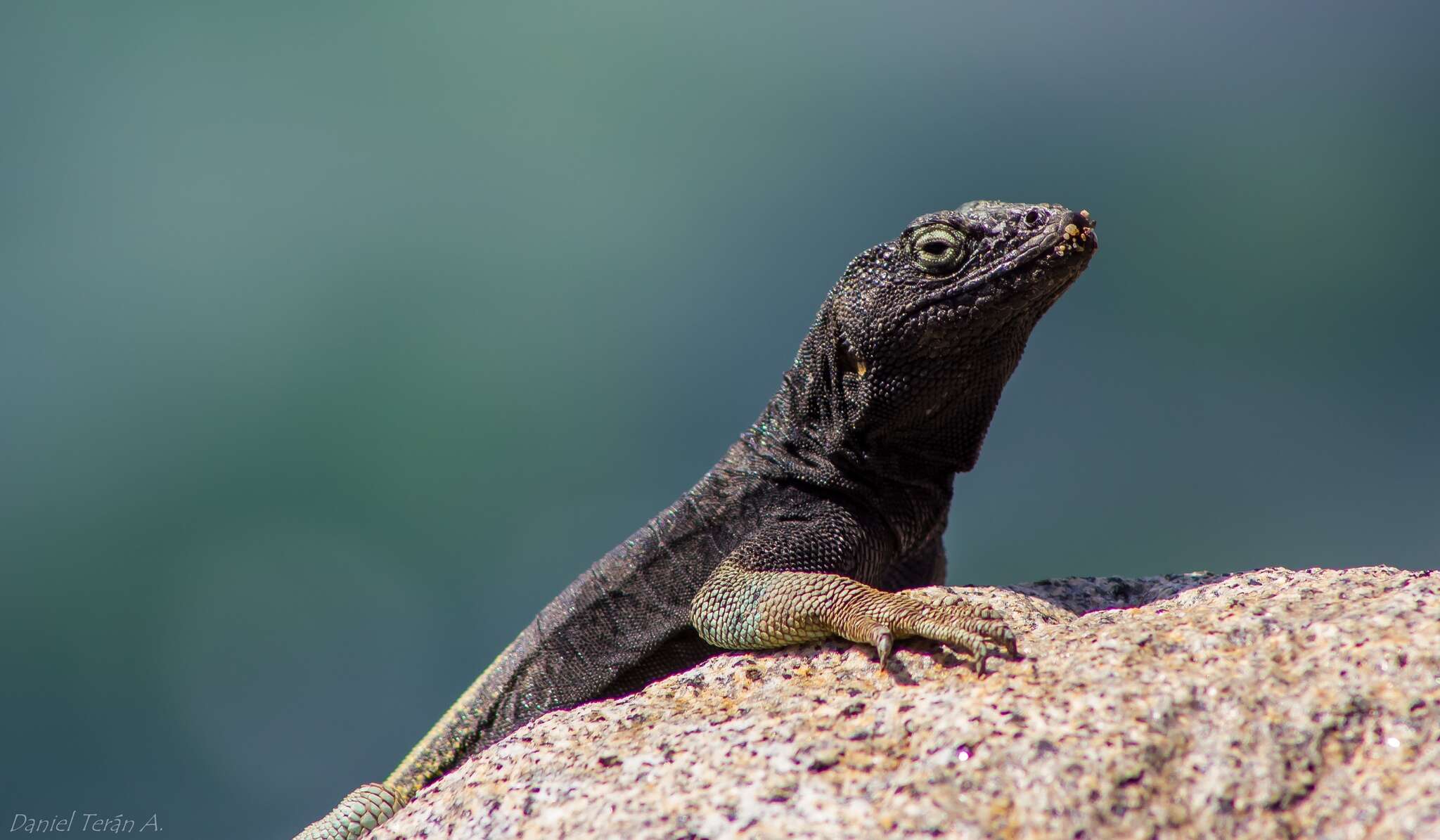 Plancia ëd Microlophus quadrivittatus (Tschudi 1845)