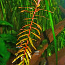 Image of Red Ammannia