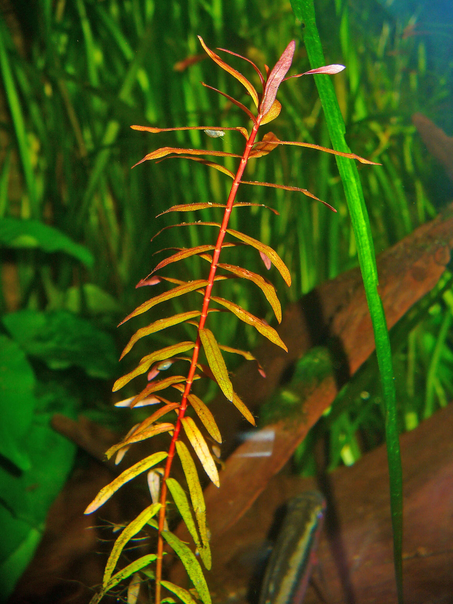 Plancia ëd Ammannia senegalensis Lam.