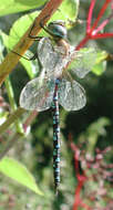 Image of Migrant Hawker