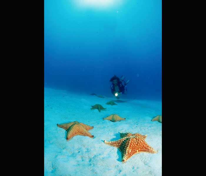 Image of Red cushion sea star