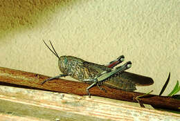 Image of egyptian grasshopper, tree locust