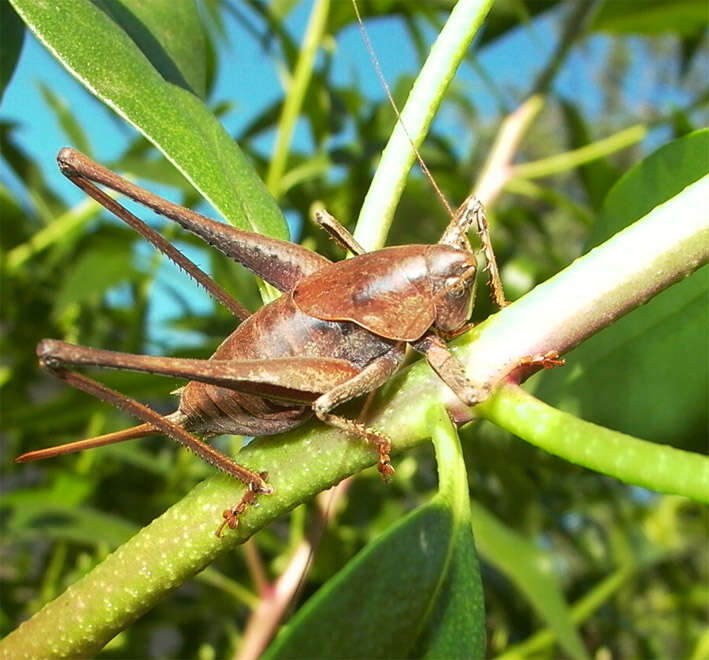 Image of dark bush-cricket