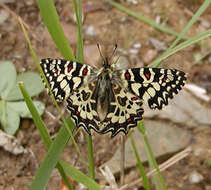 Image of Zerynthia rumina (Linnaeus 1758)