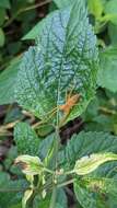 صورة Dolomedes sulfureus L. Koch 1878