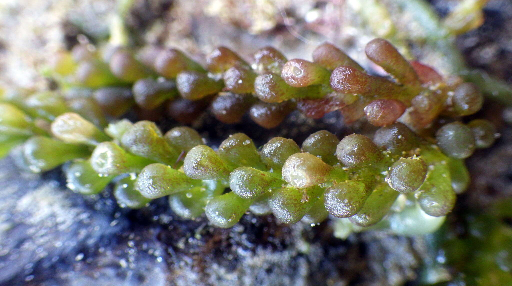 Sivun Caulerpa cylindracea kuva