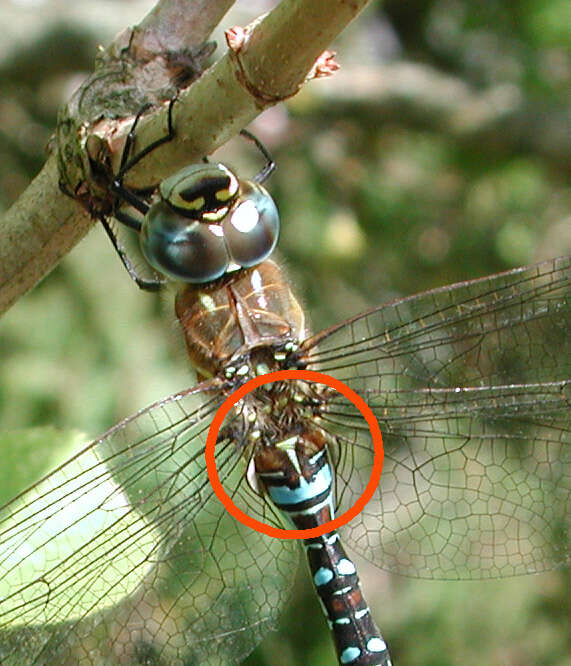 Image of Migrant Hawker