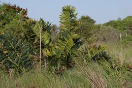 Image of Alexandria Cycad