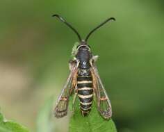 Image of Riley's Clearwing