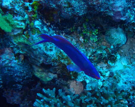 Image of Amethyst anthias