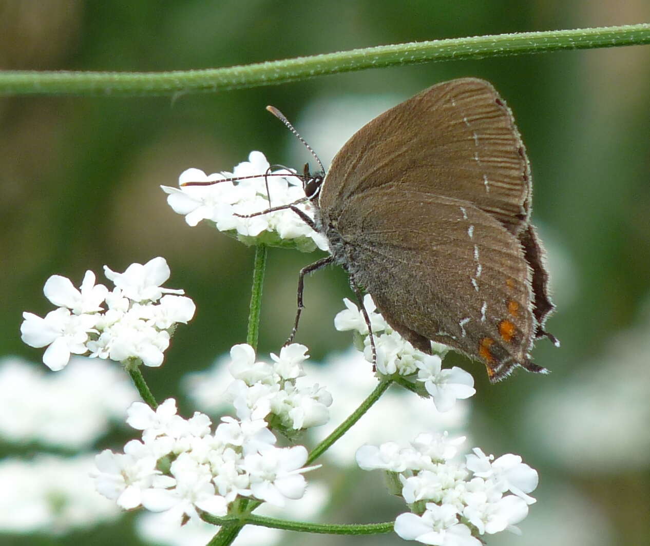 Image of Satyrium ilicis