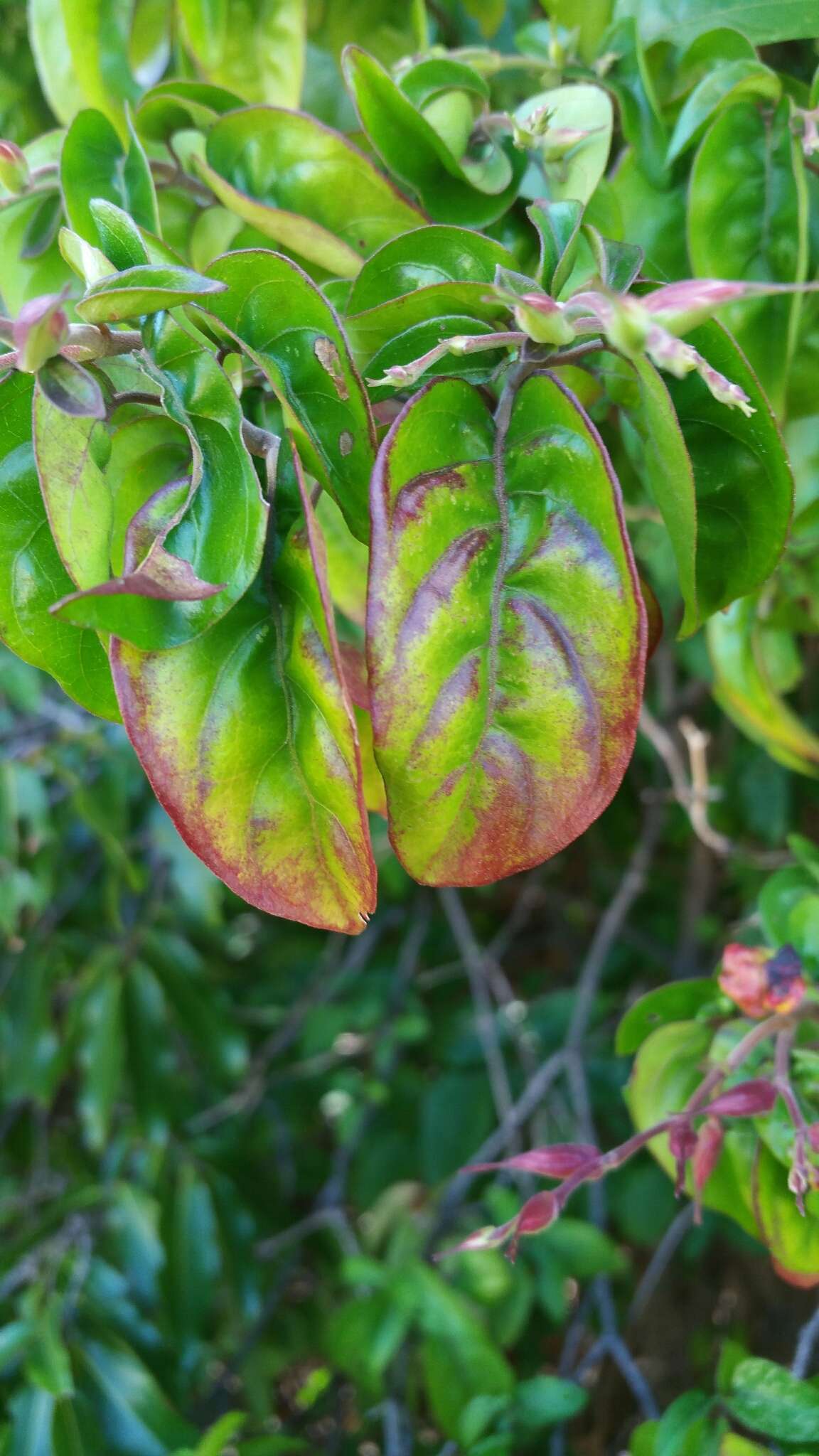 Plancia ëd Hypoestes caudata Benoist