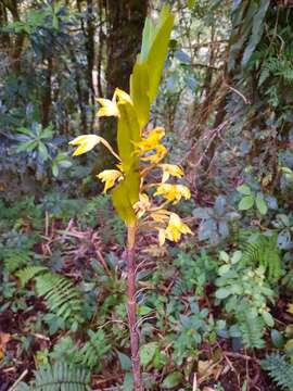 Слика од Maxillaria tonduzii (Schltr.) Ames & Correll