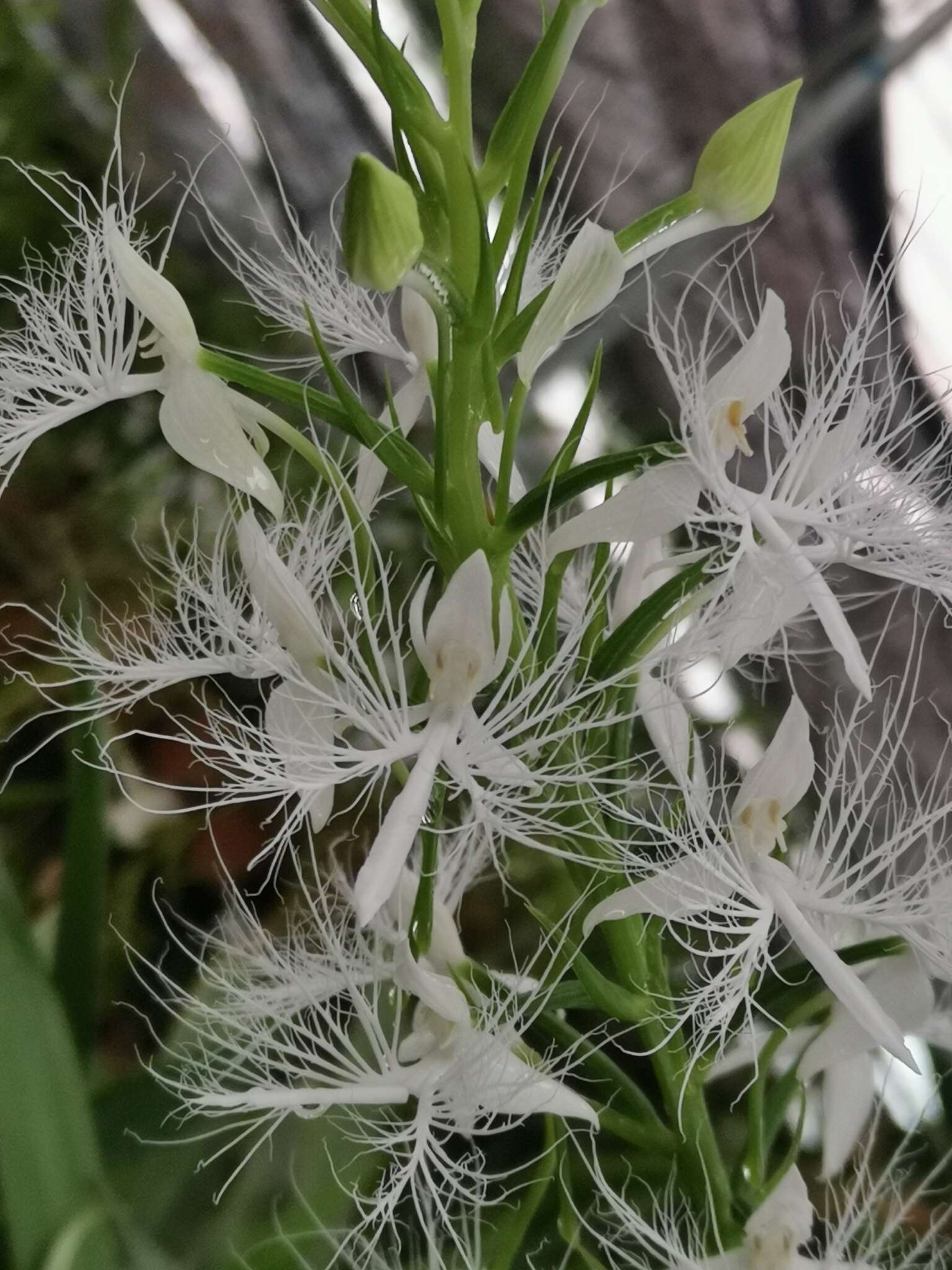 Habenaria trichosantha Lindl.的圖片